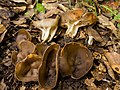 Helvella solitaria