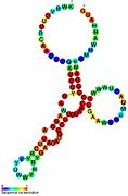 SAM-III riboswitch (SMK): Secondary structure for the riboswitch marked up by sequence conservation.