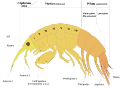 Description de l'image Scheme amphipod anatomy-fr.svg.