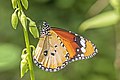 La mariposa tigre (Danaus chrysippus) es una especie de lepidóptero ditrisio de la familia Nymphalidae. Tiene una envergadura de 70 a 80 mm, siendo las hembras de mayor tamaño que los machos. Es una especie con amplia distribución en África, Australia, Asia tropical e India, aunque también se ha visto en las costas mediterráneas de la península ibérica. Por Charlesjsharp.