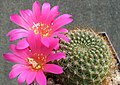 Rebutia minuscula var. minuscula (syn. R. violaciflora) – form with violet flower