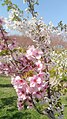 203高地の桜花園で