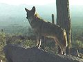 Canis latrans