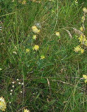 Rundbælg (Anthyllis vulneraria) Foto: Sten Porse.