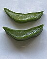 Aloe arborescens leaf cross section