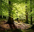 buk lesní (Fagus sylvatica)