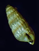 Odostomella doliolum