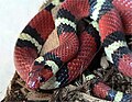 주홍왕뱀(Lampropeltis triangulum elapsoides)은 독이 없지만 산호뱀과 무늬가 비슷하다.