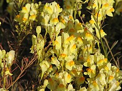 Linaria vulgaris Miller – Linaire vulgaire –(Butter-and-eggs).