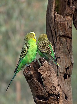 Undulat (Melopsittacus undulatus)