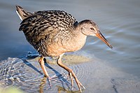 The California clapper rail