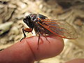 Tibicen haematodes vista di lato.