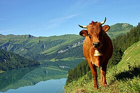 Image illustrative de l’article Tarentaise (race bovine)