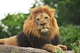 Lion at the zoo.