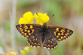 Riodinidae Hamearis lucina