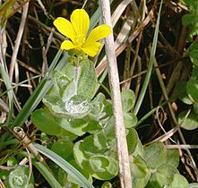 Millepertuis des marais (Hypericum elodes)