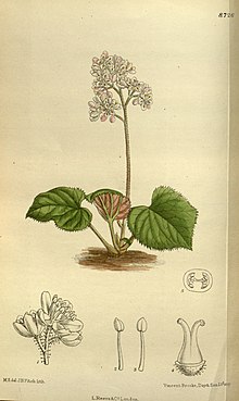 Illustration of Oresitrophe rupifraga