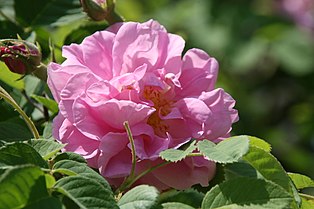 Rosa x damascena