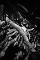 Sänger Marc Ruff beim Crowdsurfing beim Jump-Rock Festival 2013