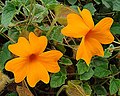 Thunbergia gregoryi