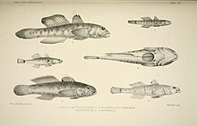 planche zoologique montrant 5 espèces de petits poissons de forme allongée