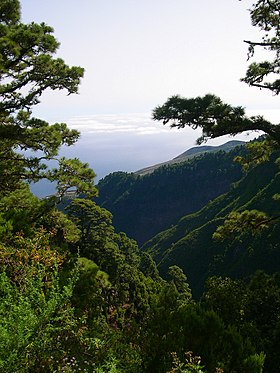 Pinheiro-das-Canárias. Ilha de Las Palmas.