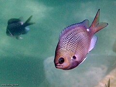 Chromis hypsilepis