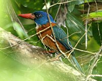 Green-backed Kingfisher