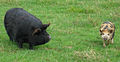 *Kunekune