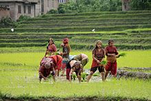 Donne che piantano riso in Nepal.