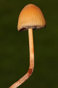 Cogumelos Psilocybe mexicana