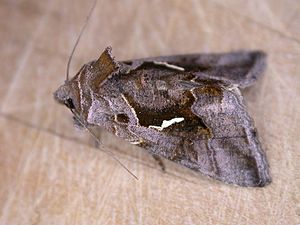 Fikonmetallfly, Chrysodeixis eriosoma