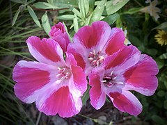 Clarkia amoena, Gamble Garden, Palo Alto (Californie).