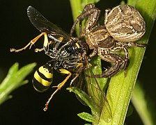 Crab spider, an ambush predator with forward-facing eyes, catching another predator, a field digger wasp