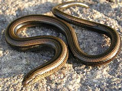 Un orvet (Anguis fragilis), qui fait partie des lézards.