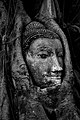 Detached Buddha head encased in fig tree roots