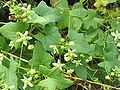 Fleurs verdâtres en étoile à 5 branches