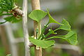 Inflorescențe feminine