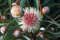 Hakea laurina