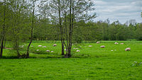 Schapen