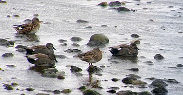 Three males and two females resting