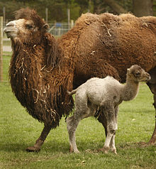 Photographie d'un chameau avec son petit.