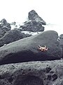 Passeggiate a Tortuga Bay nel Galápagos, Puerto Ayora