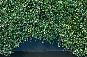 造成水華的浮萍