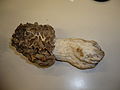 Morchella crassipes