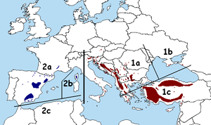 Distribua areo de individuaj subspecioj kaj variantoj 1. P. n. sp. nigra — orienta subspecio 1a: P. n. sp. nigra var. nigra 1b: P. n. sp. Kastelo. Pallasiana 1c: P.n. sp. nigra var. caramanica 2. P. n. sp. salzmannii - okcidenta subspecio 2a: P. n. sp. salzmannii var. salzmannii 2b: P. n. sp. salzmannii var. Corsicana 2c: P.n. sp. salzmannii var. mauretanica