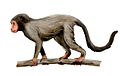 Aegyptopithecus Um primata Comprimento: 56 a 92 cm