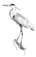 Ardea cinerea