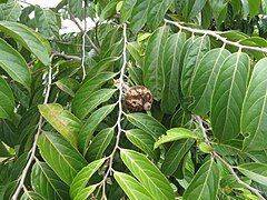 Folhagem e fruto de Hydnocarpus pentandra.