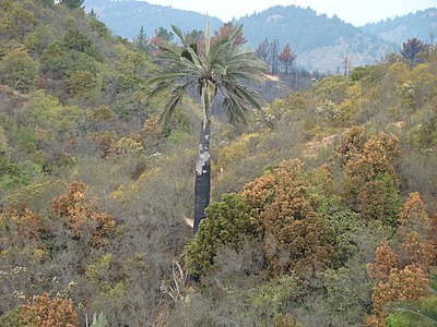 J. chilensis growing in habitat in Palmar El Salto, Viña del Mar, Chile